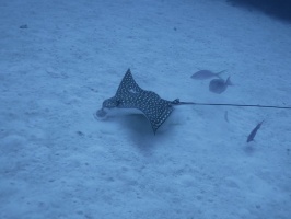 024 Eagle Ray IIMG 5771